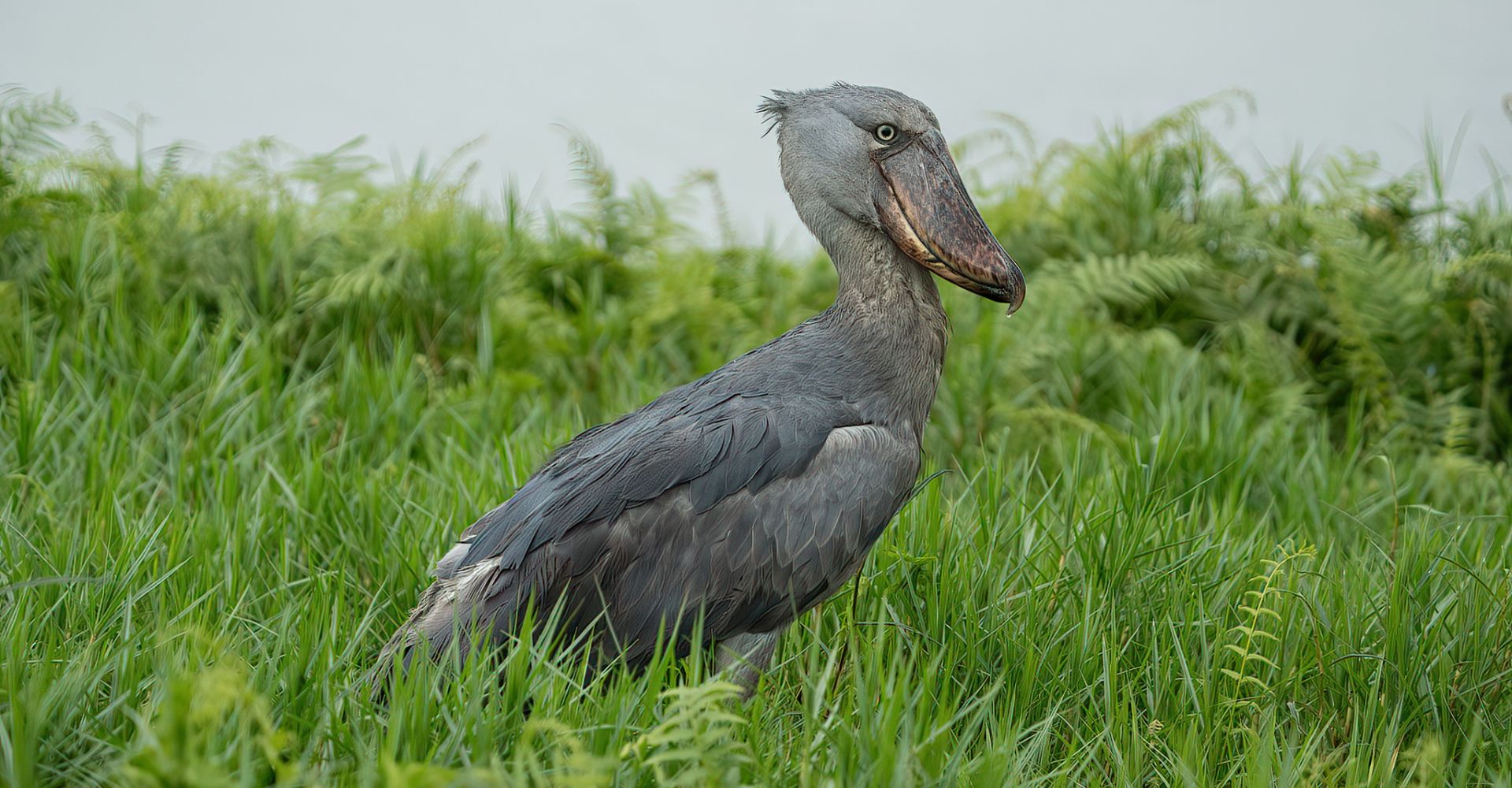 How to travel on 17Days Uganda birding safari 